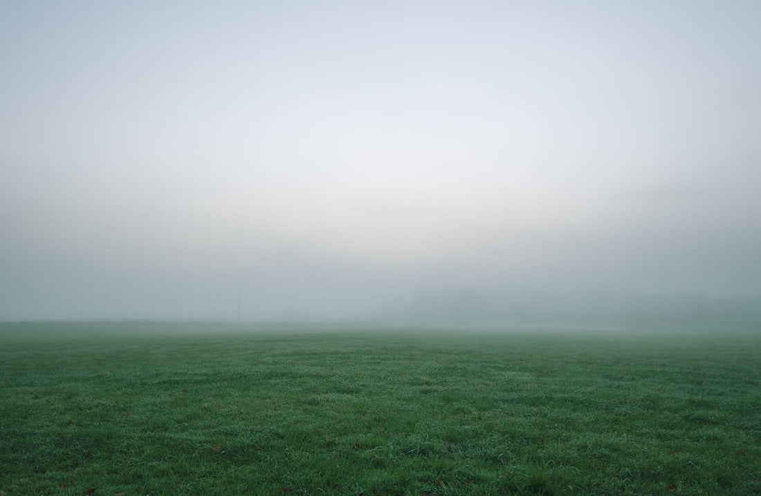 A field at dawn under low mist, the horizon barely visible