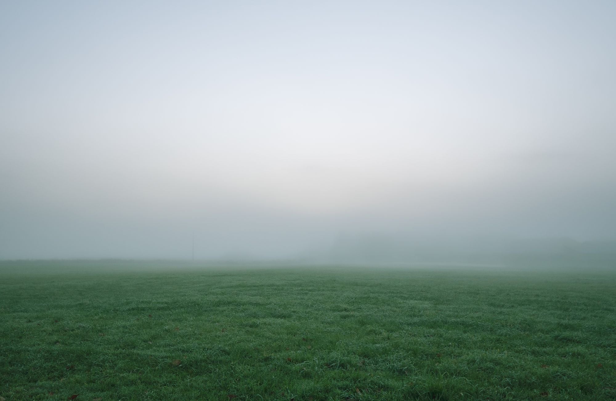 A field at dawn under low mist, the horizon barely visible